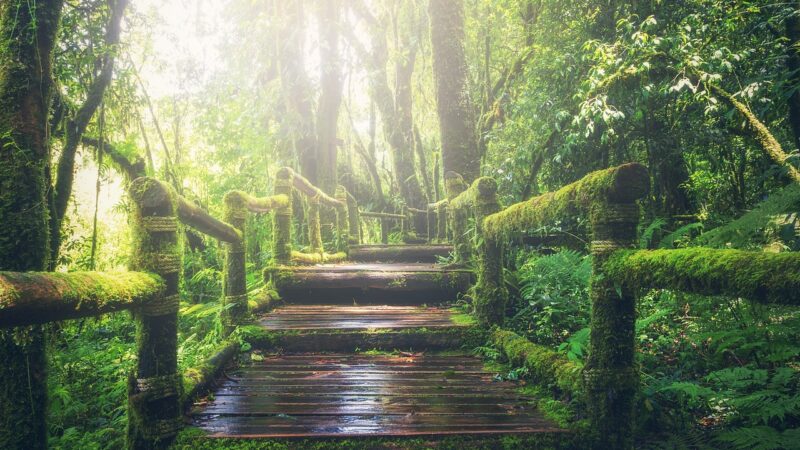 Wisdom’s Walkway: 5 Essential Life Lessons to Nurture Your Personal Growth and Self-Reflection